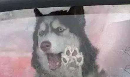 狗狗腦梗的癥狀有哪些