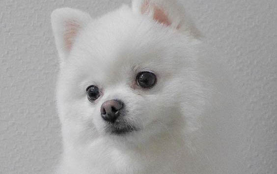 狗狗的體溫是三十八度八算不算發燒?