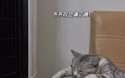 小貓突然拉稀但很活躍是怎么回事?