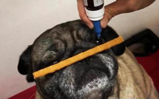 狗狗腎不好有什么癥狀