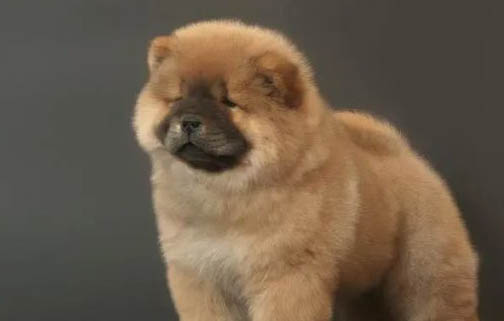 松獅犬有狂犬病毒能活多久