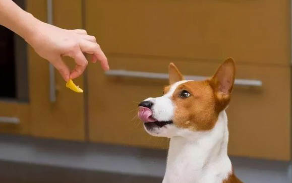幼犬狗狗冬季如何養護