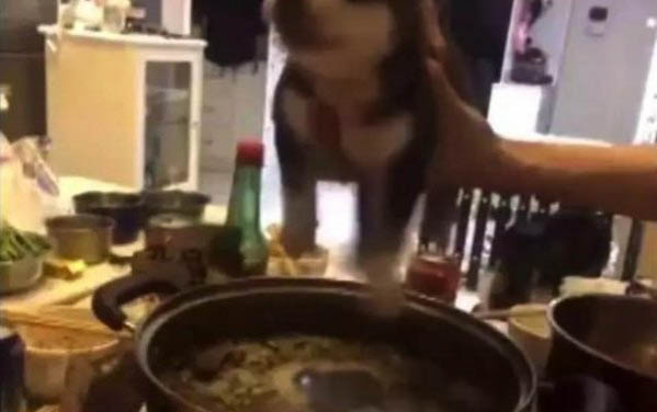 小狗可以吃西瓜嗎