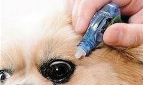 狗狗美容需要哪些工具