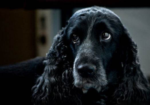 英國可卡犬體味重嗎