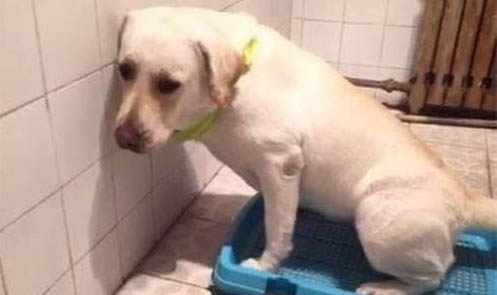 幼犬得犬窩咳會死嗎