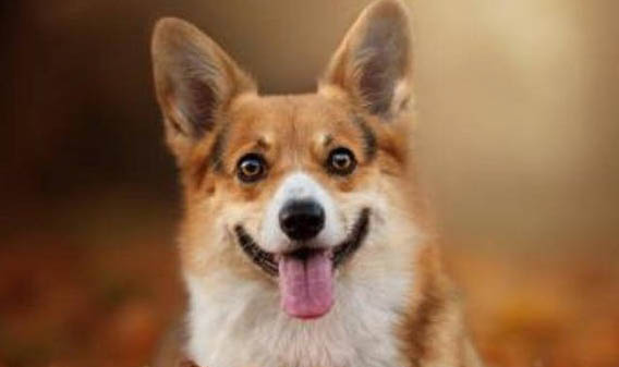 純種柯基犬多少錢一只