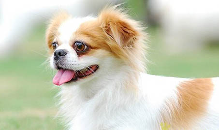 狗狗腎衰竭初期癥狀！