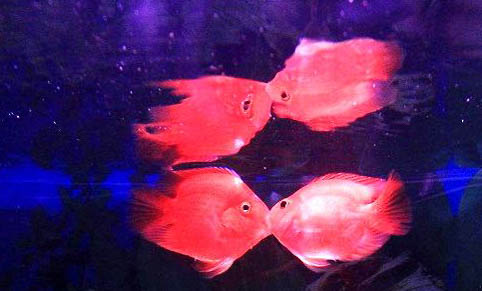 接吻魚能和鸚鵡魚一起養嗎