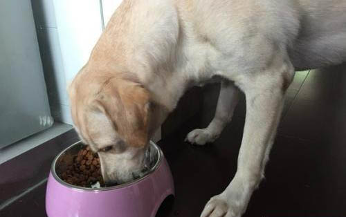 狗可以吃櫻桃嗎