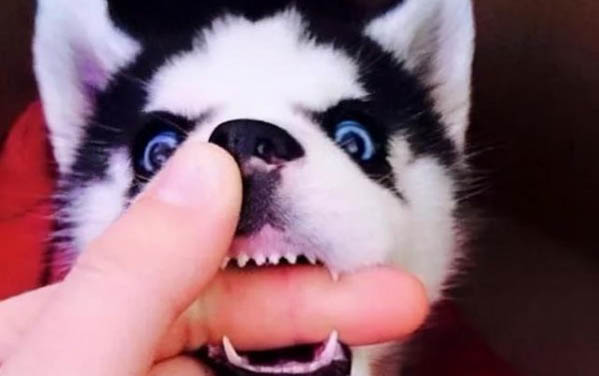 怎么辦理狗證