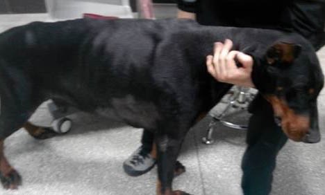 德國杜賓犬圖片