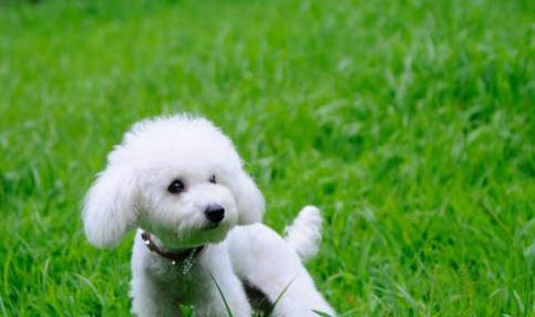 貴賓犬能長多大多少斤
