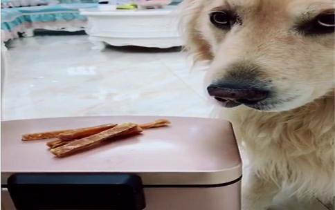 金毛幼犬能吃胡蘿卜嗎