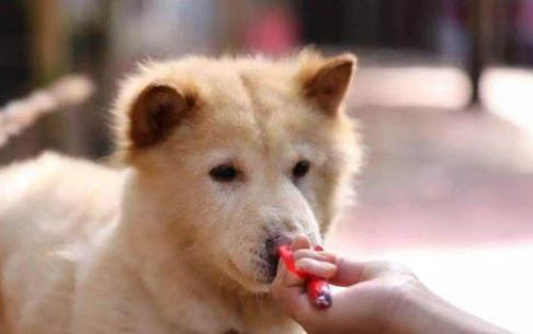 柴狗和小黃土狗的區別