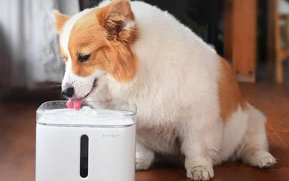 怎么讓狗狗安靜下來
