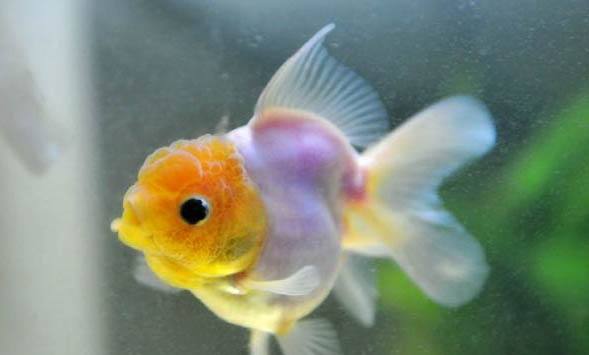 金魚為什么會(huì)