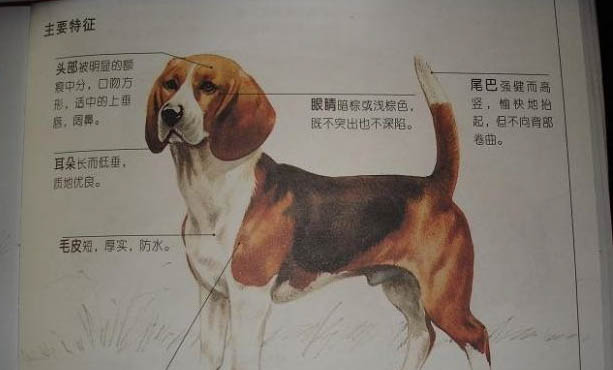 比格犬適合家養嗎