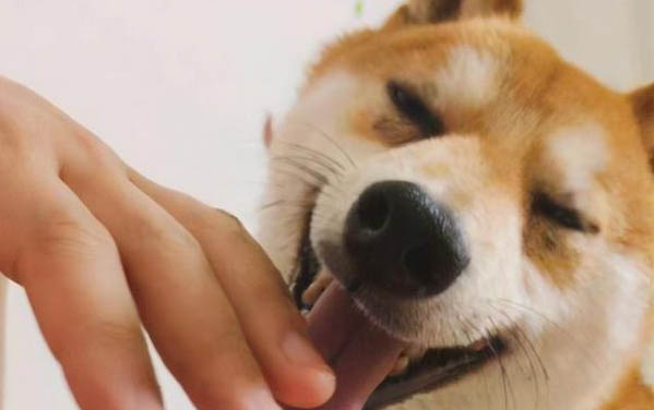小狗身上跳蚤怎么去掉