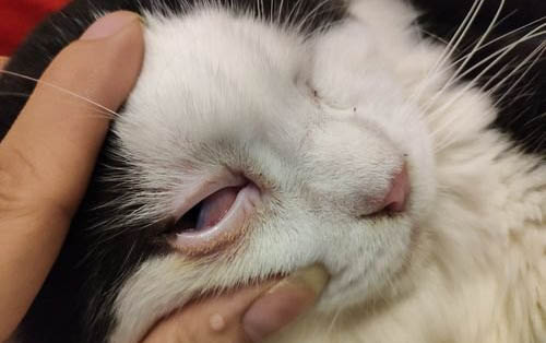 貓感染弓形蟲哪些癥狀