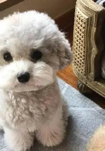 兩個月的小狗洗澡會死嗎