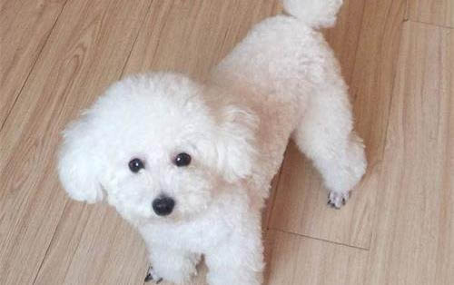 狗狗開始吐白沫后面又吐黃水咋辦