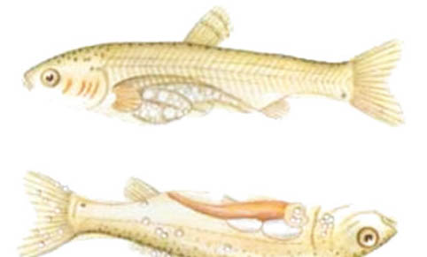 金魚側(cè)翻快死能救活嗎