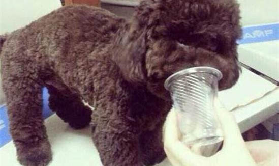十個不養貴賓犬的理由