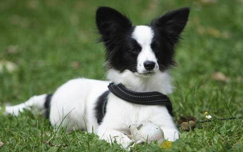 蝴蝶犬串串智商高嗎