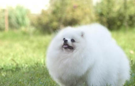 狗狗體外驅蟲后多少天可以洗澡