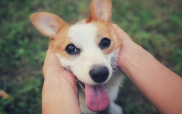狗狗細小死前幾個小時征兆有哪些