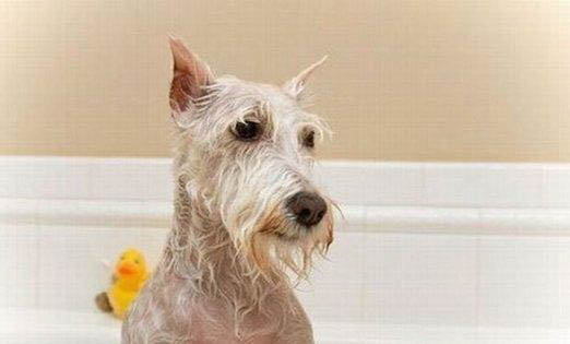 中期犬瘟和早期犬瘟分別多久