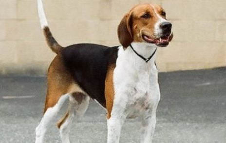 怎么給英國獵狐犬減肥