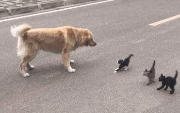貓可以吃蝦么?