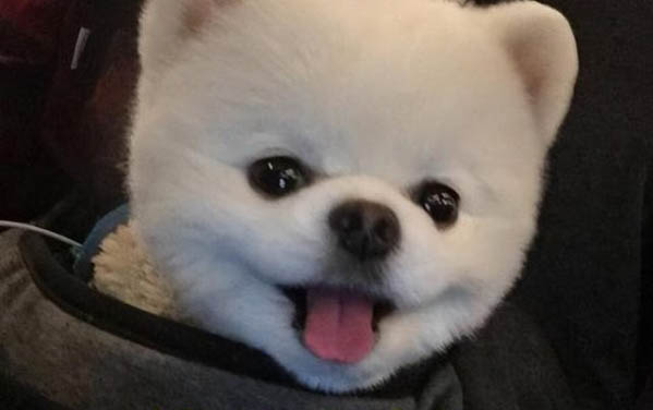 博美寵物狗多少錢一只