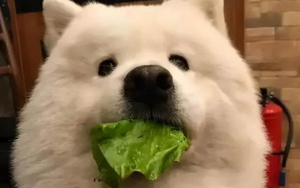 家里的狗狗得過(guò)犬瘟多久可以養(yǎng)其他的狗狗