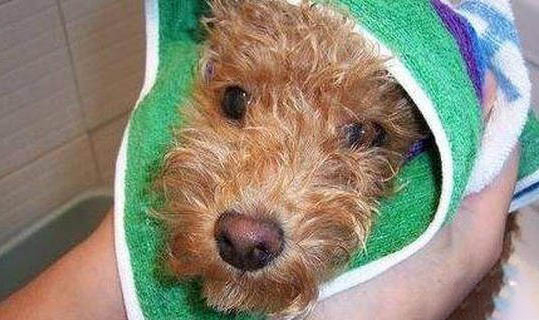 狗得犬瘟多久可以痊愈