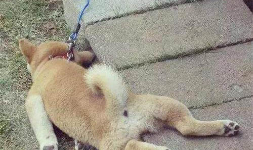 狗狗感冒咳嗽癥狀有哪些