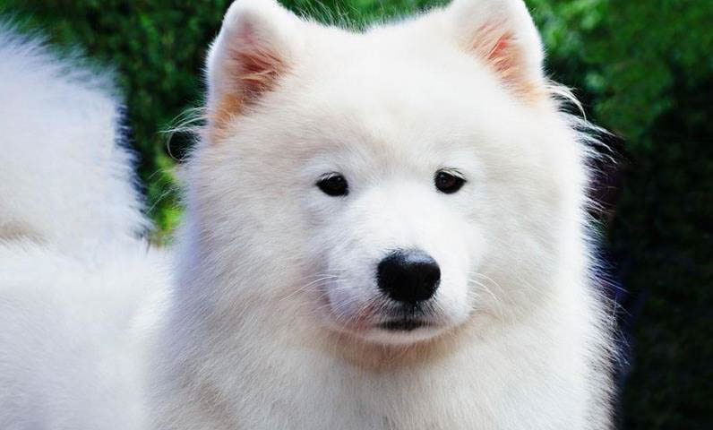 狗狗為什么亂叫