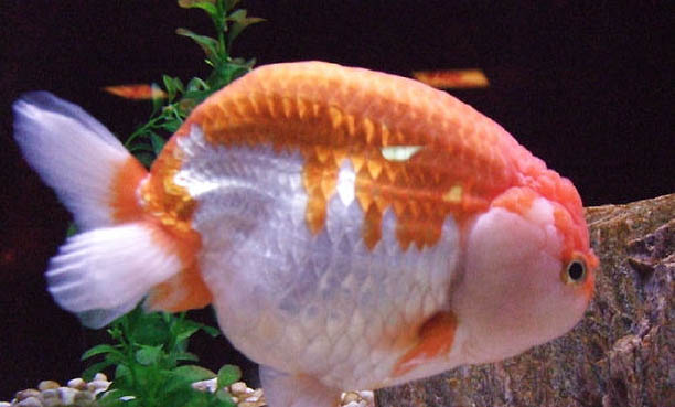 什么品種觀賞魚最好養