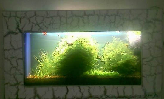 魚缸里放入黃粉后多久可以喂食