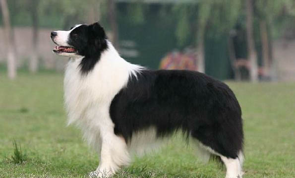 邊境牧羊犬有多聰明