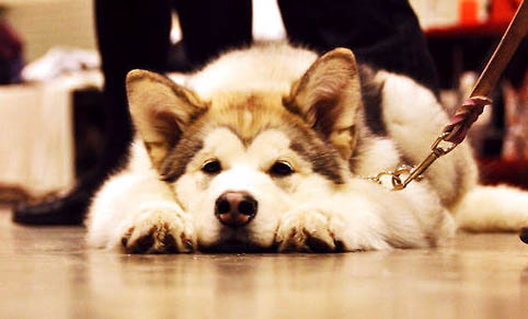 狗狗打完狂犬疫苗后多久可以洗澡啊