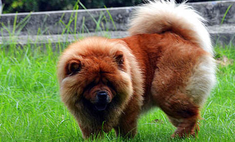 松獅犬慢性支氣管炎癥狀