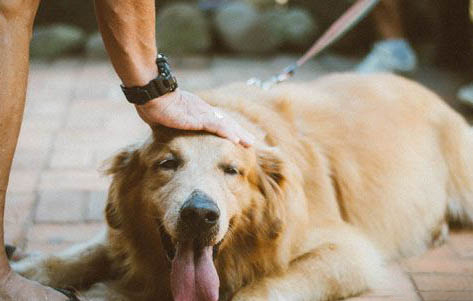 金毛尋回犬可以吃什么食物