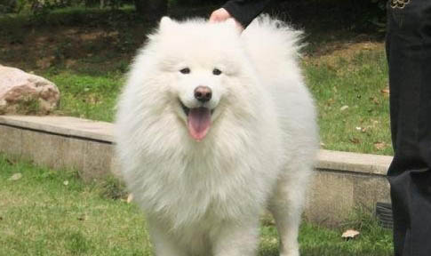 薩摩耶犬飼養方法和注意事項