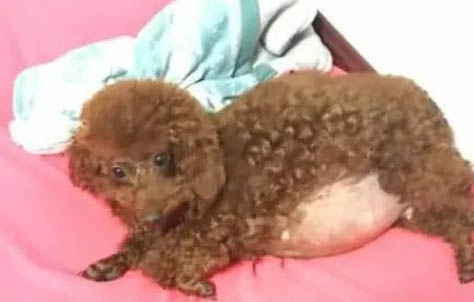 泰迪狗狗心臟病的早期癥狀