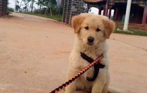 阿拉斯加幼犬感冒流鼻涕吃什么藥
