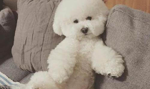 如何給比熊犬保暖