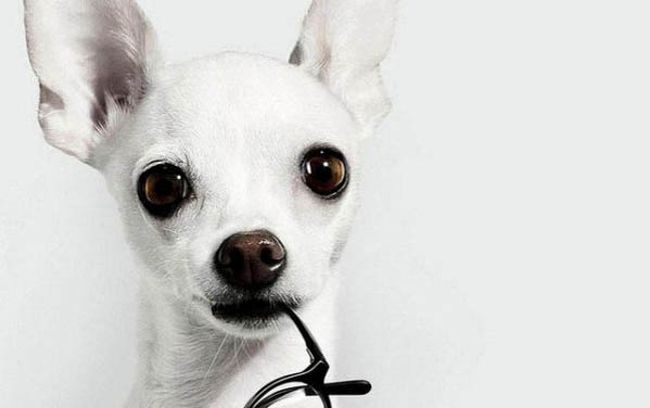 養好吉娃娃犬需要哪些必備物品?